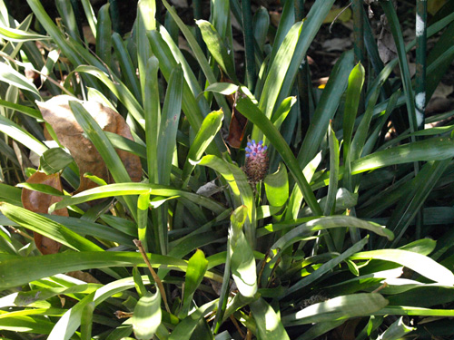 Aechmea gamosepala