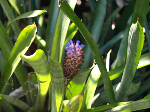 Aechmea gamosepala