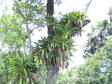 Aechmea lueddemanniana