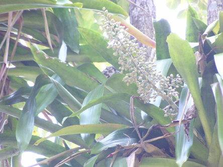 Aechmea lueddemanniana