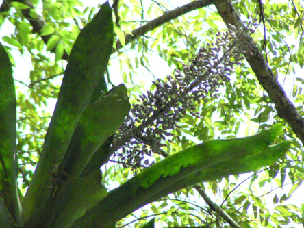 Aechmea lueddemanniana