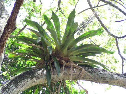 Aechmea lueddemanniana