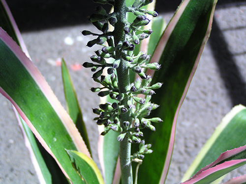 Aechmea lueddemanniana color