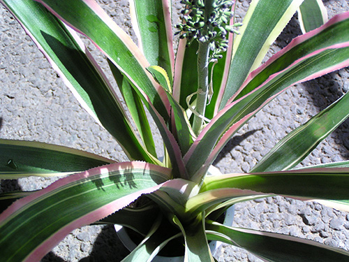 Aechmea lueddemanniana color