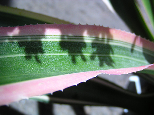 Aechmea lueddemanniana color