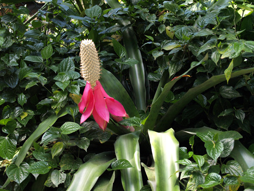 Aechmea mariae-reginae