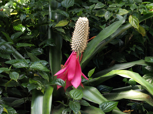 Aechmea mariae-reginae