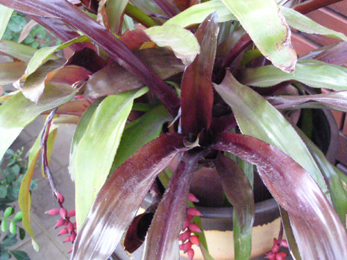 Aechmea racinae