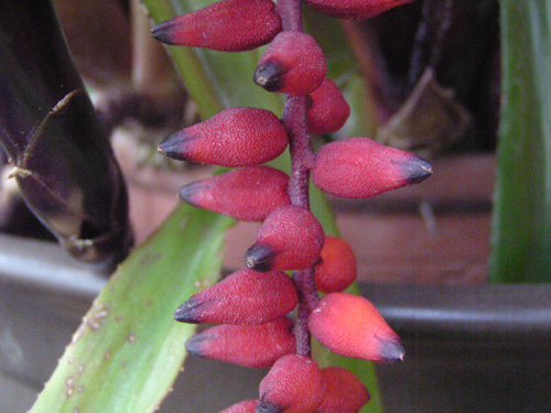 Aechmea racinae