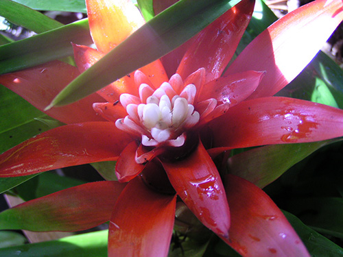 Guzmania ~ magnifica