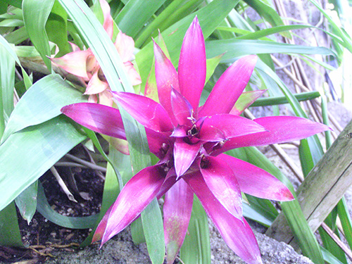 Guzmania hyb.