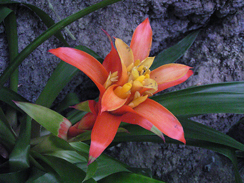 Guzmania hyb.