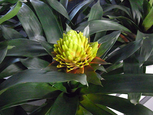 Guzmania