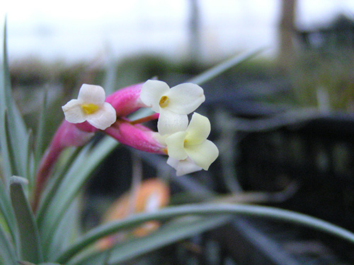 Tillandsia white star