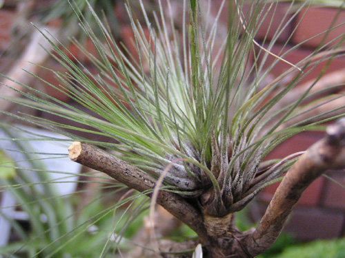 Tillandsia filifolia