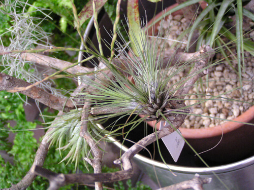 Tillandsia filifolia