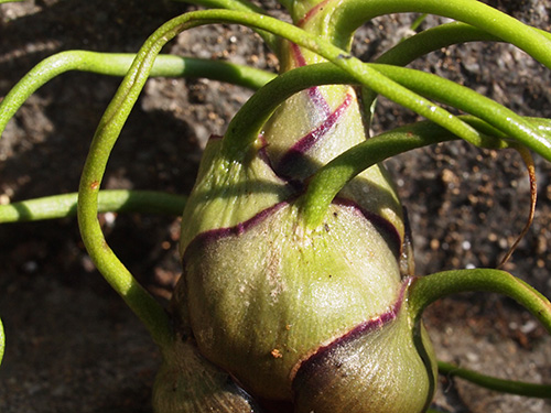 Tillandsia bulbosa