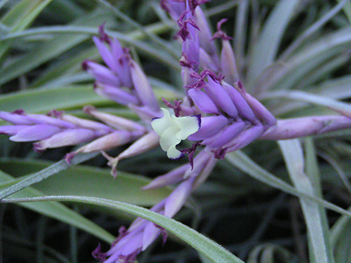Tillandsia cacticola flower