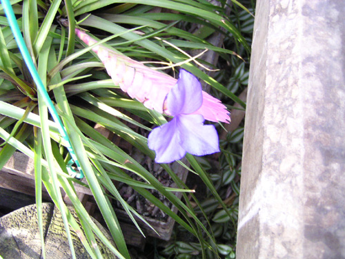 Tillandsia cyanea