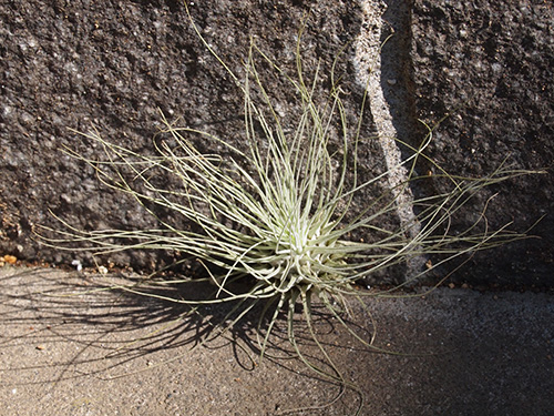 Tillandsia fuchsii