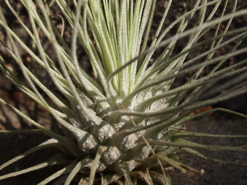 Tillandsia fuchsii