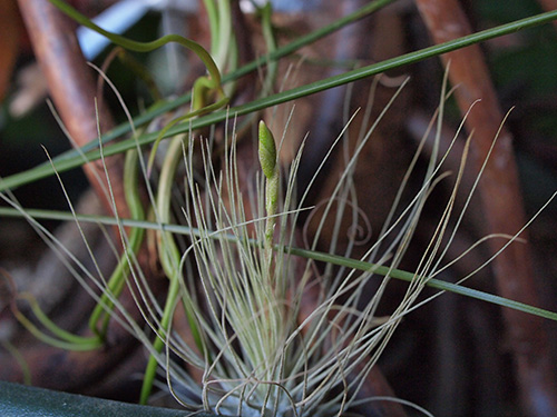 Tillandsia fuchsii