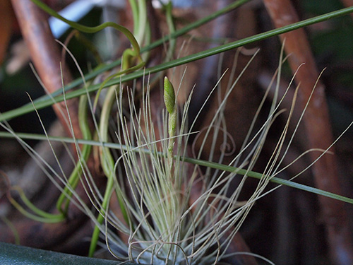 Tillandsia fuchsii