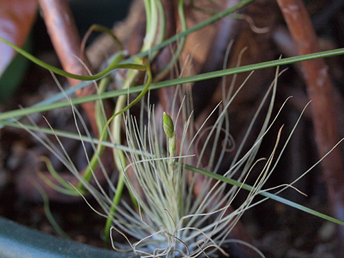 Tillandsia fuchsii