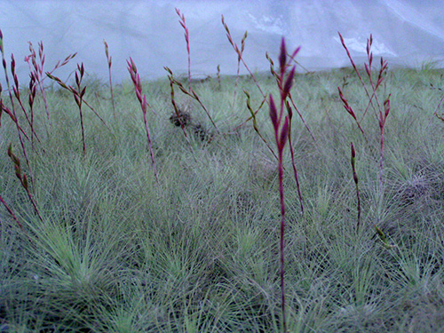 Tillandsia fuchsii