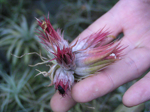 Tillandsia ionantha