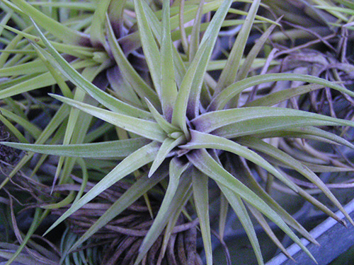 Tillandsia neglecta