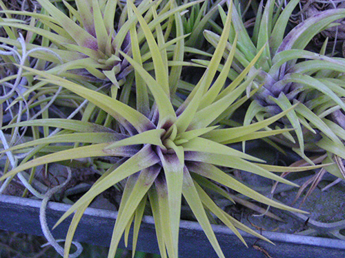 Tillandsia neglecta