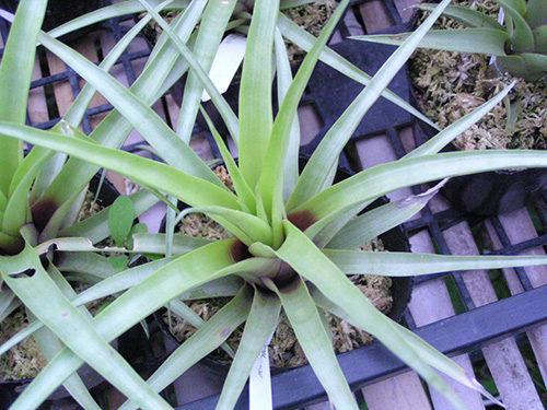 Tillandsia secunda