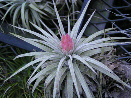 Tillandsia