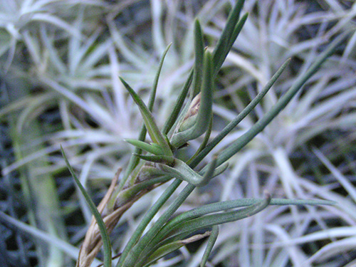 Tillandsia