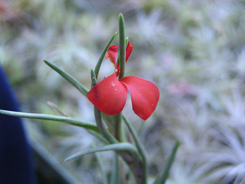 Tillandsia red flower