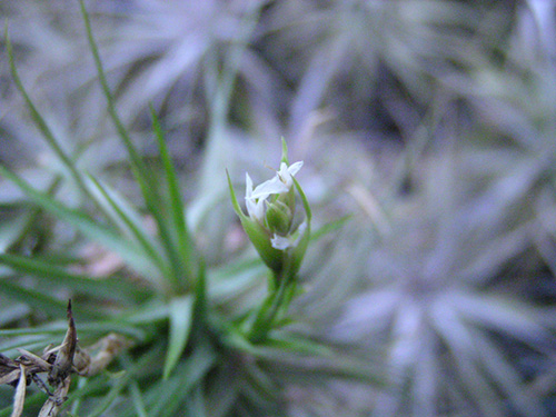 Tillandsia