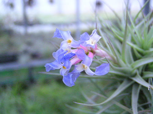 Tillandsia flower