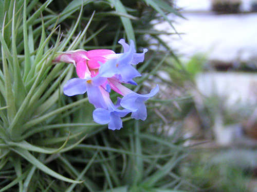 Tillandsia flower