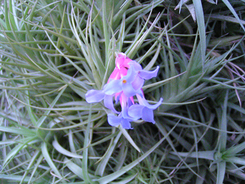 Tillandsia flower