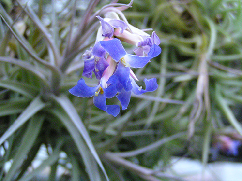 Tillandsia