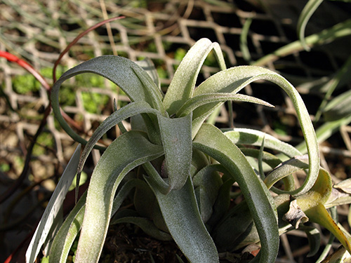 Tillandsia streptophylla