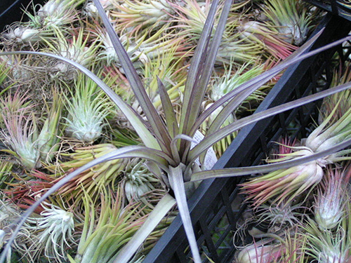 Tillandsia ~ smalliana