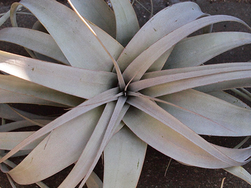 Tillandsia xerographica