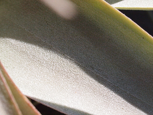 Tillandsia xerographica