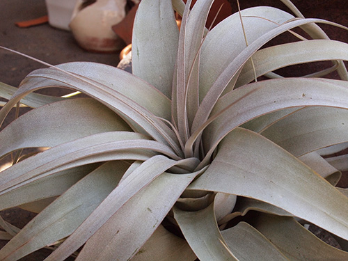 Tillandsia xerographica