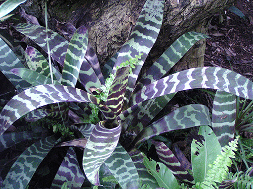 Vriesea splendens