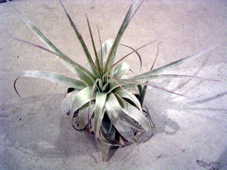 Tillandsia gardneri