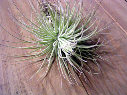 Tillandsia magnusiana