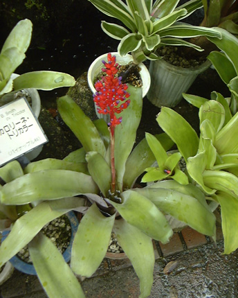 Aechmea fulgens